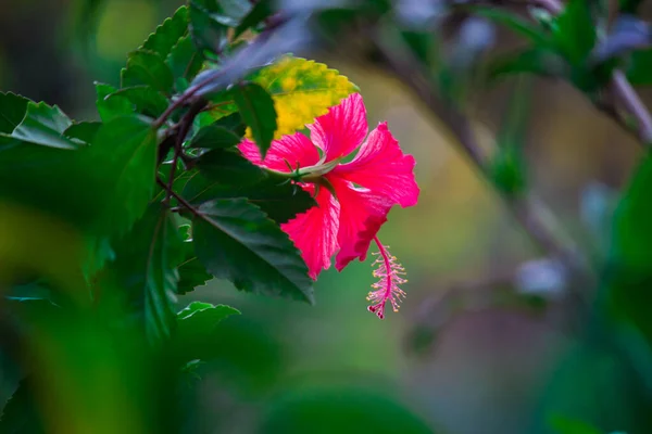 Květ Ibišku Čeledi Sladovitých Malvaceae Hibiscus Rosa Sinensis Známý Jako — Stock fotografie