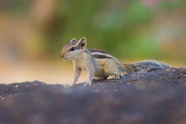 Eichhörnchen Oder Nagetier Oder Auch Als Streifenhörnchen Bekannt Pausierte Während — Stockfoto