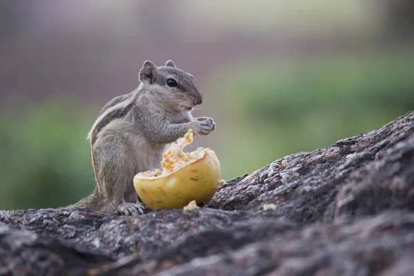 Indian Palm Squirrel Also Known Chipmunk Eating Its Fruit Posing — Stock Photo, Image