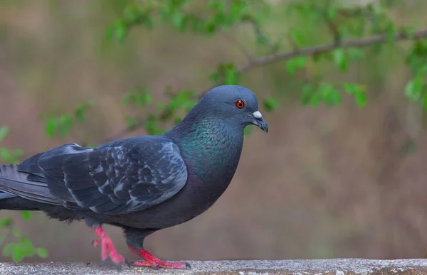 Indian Pigeon Rock Dove Кам Яний Голуб Кам Яний Голуб — стокове фото