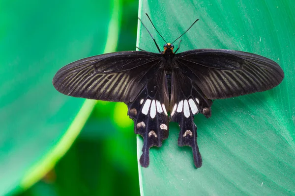 Papilio Polytes Também Conhecido Como Mórmon Comum Alimentando Planta Flores — Fotografia de Stock