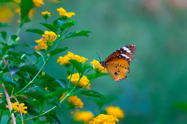 Gros Plan Papillon Tigre Des Prairies Danaus Chrysippus Visitant Fleur — Photo