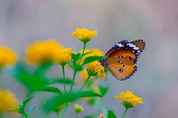 Закритий Метелик Плайн Тигр Danaus Chrysippus Відвідує Природі Квітку Громадському — стокове фото