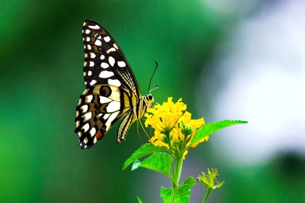 Borboleta Limão Comum Sentada Nas Plantas Flores Seu Habitat Natural — Fotografia de Stock