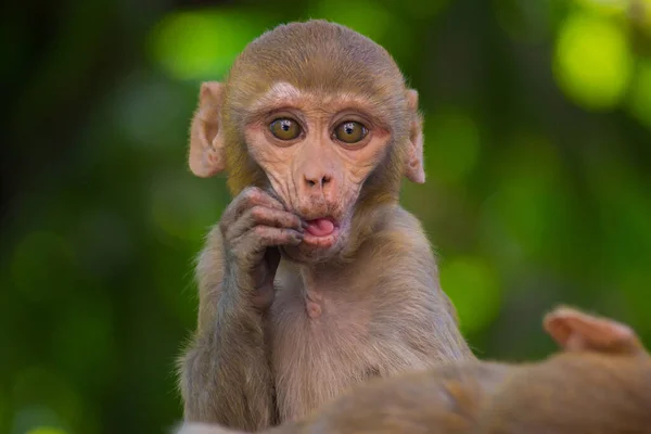 Young Monkey Also Know Rhesus Macaque Sitting Tree Playful Mood — Stock Photo, Image