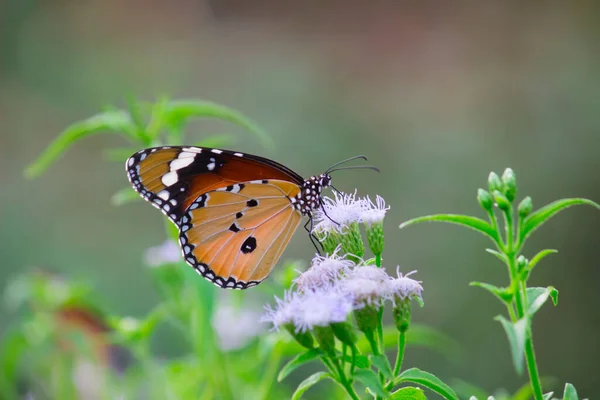 Крупный План Равнинного Тигра Danaus Chrysippus Бабочка Посещая Цветок Природе — стоковое фото