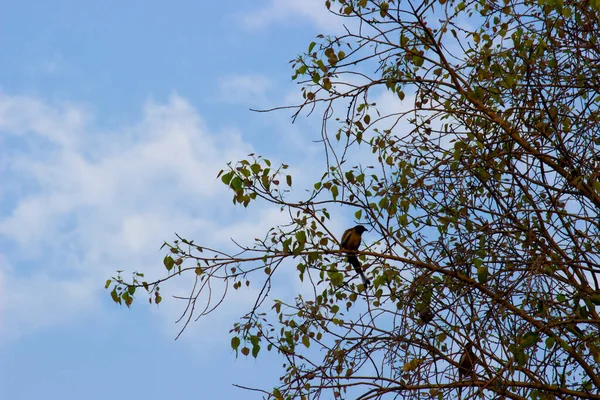 Ett Träd Mot Den Blå Himlen Dagen Naturligt Ljus — Stockfoto