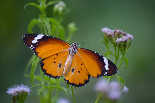  Close up of Plain Tiger (Danaus chrysippus) butterfly visiting flower in nature in a public park and feeding itself during springtime in India.