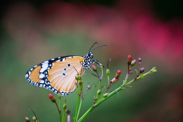 Крупный План Равнинного Тигра Danaus Chrysippus Бабочка Посещая Цветок Природе — стоковое фото