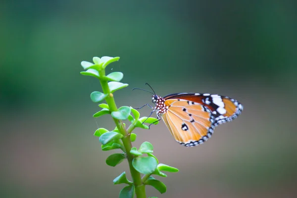Närbild Plain Tiger Danaus Chrysippus Fjäril Besöker Blomma Naturen Offentlig — Stockfoto