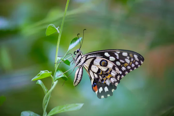 Papilio Demoleus Gyakori Széles Körben Elterjedt Fecskefarkú Pillangó Pillangó Ismert — Stock Fotó