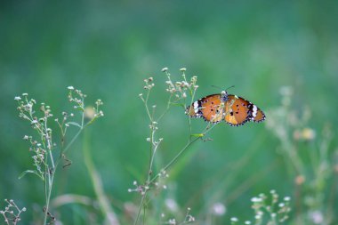  Düz Kaplan (Danaus chrysippus) kelebeğin halka açık bir parkta çiçekleri ziyaret etmesi ve Hindistan 'da ilkbaharda kendini beslemesi..