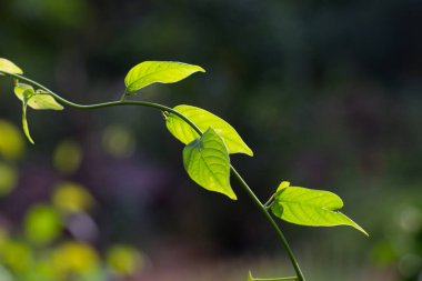 Genç ve taze bitki güneş ışığında büyüyor, yapraklar parlıyor ve gün ışığıyla yansıyor.