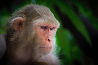 Vahşi hayatta tropikal ormandaki ağacın altında oturan maymun portresi. Doğadaki maymun. Rhesus macaque maymunu. Maymunların yakın plan portresi. Maymun Hindistan 'ın doğal ormanlarında yaşar. Komik maymun neşeli bir şekilde kameraya bakıyor..
