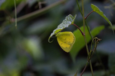 Eurema hekabe, Asya, Afrika ve Avustralya 'da bulunan küçük bir kelebek türüdür. Yere yakın uçarken bulunurlar ve açık çimenlerde ve çalılıklarda bulunurlar.. 