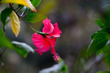 Malvaceae familyasından Hibiscus çiçeği. Hibiscus rosa-sinensis, bilinen adıyla Ayakkabı Çiçeği veya halk dilinde Çin amblemi, Çin gülü, Hawaii amblemi, gül tozu ve Hindistan 'daki bir halk parkında bahar mevsiminde çiçek açan ayakkabı boyası.