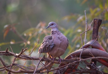 Doğu kaplumbağa güvercini ya da paslı kaplumbağa güvercini, güvercinler ve güvercinler olan Columbidae familyasının bir üyesidir. Türün Avrupa, Asya 'dan Japonya' ya kadar geniş bir yerel dağılımı vardır..