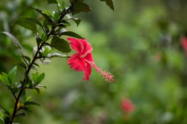 Malvaceae familyasından Hibiscus çiçeği. Hibiscus rosa-sinensis, bilinen adıyla Ayakkabı Çiçeği veya halk dilinde Çin amblemi, Çin gülü, Hawaii amblemi, gül tozu ve Hindistan 'daki bir halk parkında bahar mevsiminde çiçek açan ayakkabı boyası.