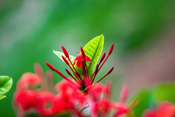 春の時期に自然を背景に満開のルビーレッドペンタスの花や鳥植物 — ストック写真