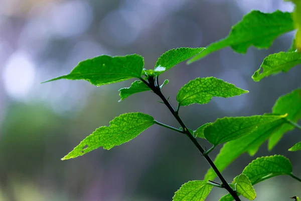 太陽の光で成長する若くて新鮮な植物は 輝くままで 自然光を反射します — ストック写真