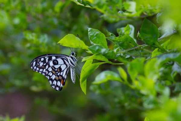 Papilio Demoleus Поширеним Поширеним Ластівковим Метеликом Метелик Також Називають Лимонним — стокове фото