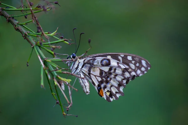 리오데몰 레우스 Papilio Demoleus 흔하고 분포된 호랑나비이다 나비는 호랑나비로 도알려져 — 스톡 사진