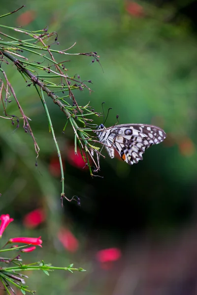 蝶蝶是一种常见的 广泛分布的燕尾蝶 蝴蝶也被称为石灰蝴蝶 柠檬蝴蝶 石灰燕尾蝶和方格燕尾蝶 春天里在花木上休息 — 图库照片