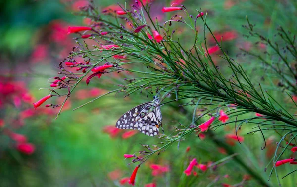 리오데몰 레우스 Papilio Demoleus 흔하고 분포된 호랑나비이다 나비는 호랑나비로 도알려져 — 스톡 사진