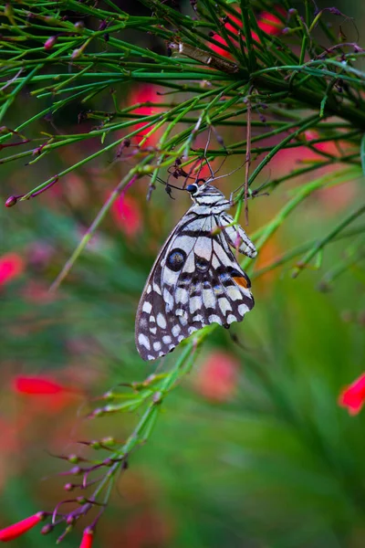 蝶蝶是一种常见的 广泛分布的燕尾蝶 蝴蝶也被称为石灰蝴蝶 柠檬蝴蝶 石灰燕尾蝶和方格燕尾蝶 春天里在花木上休息 — 图库照片