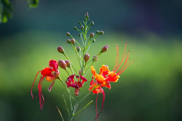 Flam Boyant Árbol Llama Royal Poinciana Con Flores Color Naranja — Foto de Stock