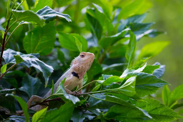 원예가 도마뱀 의정원 도마뱀 환경에서 가지에 빨아먹거나 수있는 도마뱀 — 스톡 사진