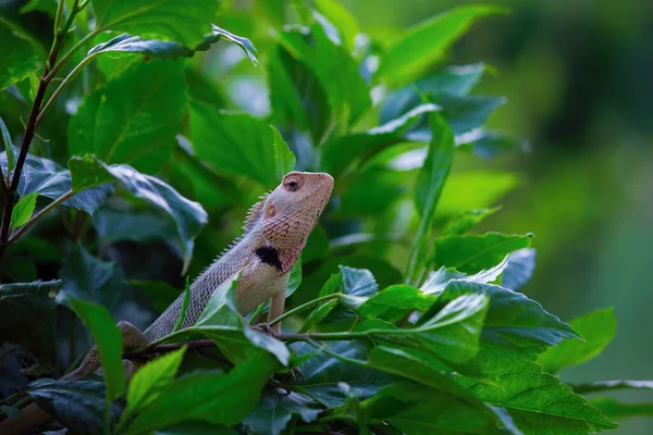 원예가 도마뱀 의정원 도마뱀 환경에서 가지에 빨아먹거나 수있는 도마뱀 — 스톡 사진