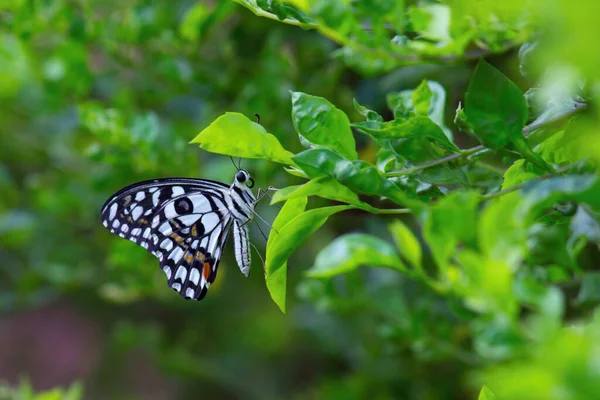 리오데몰 레우스 Papilio Demoleus 흔하고 분포된 호랑나비이다 나비는 호랑나비로 도알려져 — 스톡 사진