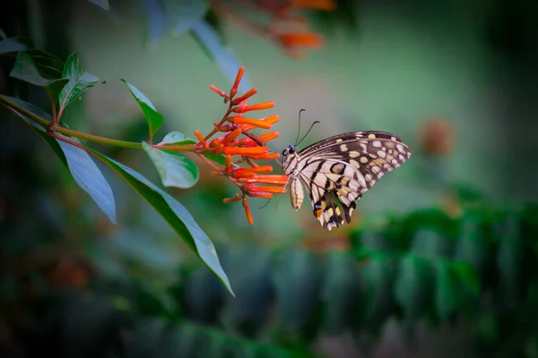 Papilio Demoleus Распространенная Широко Распространенная Ласточковая Бабочка Бабочка Известна Бабочка — стоковое фото