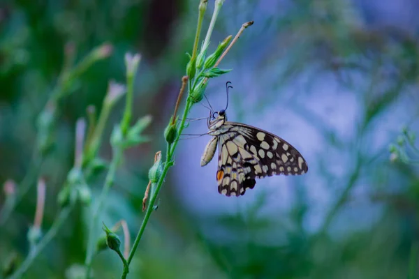 Papilio Demoleus Common Widespread Swallowtail Butterfly Butterfly Also Known Lime — 图库照片