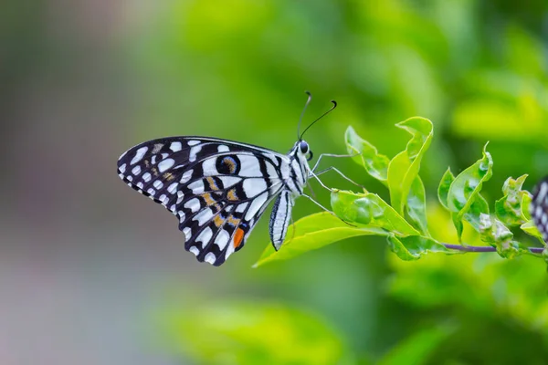 Papilio Demoleus Распространенная Широко Распространенная Ласточковая Бабочка Бабочка Известна Бабочка — стоковое фото