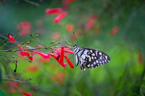 パフィリオ ドゥローレウスは広く普及しているツバメテールの蝶である この蝶はライム蝶 レモン蝶 ライムスワローテール チェックされたスワローテールとしても知られています 春の新緑の季節に休み — ストック写真