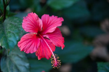 Malvaceae familyasından Hibiscus çiçeği. Hibiscus rosa-sinensis, bilinen adıyla Ayakkabı Çiçeği veya halk dilinde Çin amblemi, Çin gülü, Hawaii amblemi, gül tozu ve Hindistan 'daki bir halk parkında bahar mevsiminde çiçek açan ayakkabı boyası.