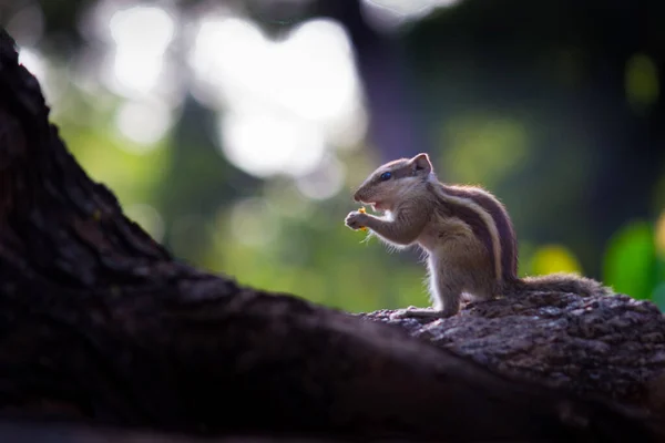 Esquilos São Membros Família Sciuridae Incluindo Pequenos Médios Roedores Esquilos — Fotografia de Stock