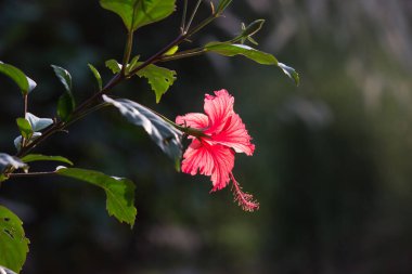 Malvaceae familyasından Hibiscus çiçeği. Hibiscus rosa-sinensis, bilinen adıyla Ayakkabı Çiçeği veya halk dilinde Çin amblemi, Çin gülü, Hawaii amblemi, gül tozu ve Hindistan 'daki bir halk parkında bahar aylarında açan ayakkabı siyahı bitkisi.