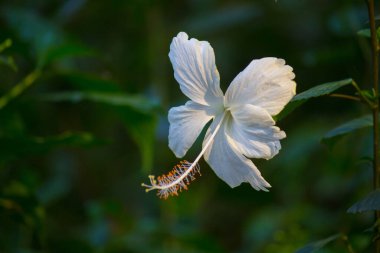 Malvaceae familyasından Hibiscus çiçeği. Hibiscus rosa-sinensis, bilinen adıyla Ayakkabı Çiçeği veya halk dilinde Çin amblemi, Çin gülü, Hawaii amblemi, gül tozu ve Hindistan 'daki bir halk parkında bahar aylarında açan ayakkabı siyahı bitkisi.