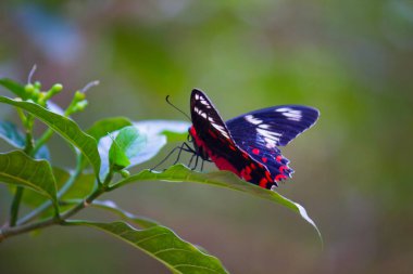 Kelebek: Yaygın Mormon (