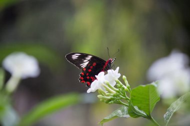 Kelebek: Yaygın Mormon (