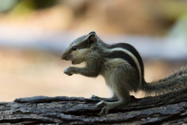  Sincaplar Sciuridae familyasının küçük ya da orta büyüklükteki kemirgenleri içeren bir ailesidir. Sincap familyasına ağaç sincapları, yer sincapları, sincaplar, dağ sıçanları, uçan sincaplar ve diğer kemirgenler arasında çayır köpekleri de dahildir.