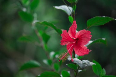 Malvaceae familyasından kırmızı, pembe ya da beyaz Hibiscus çiçeği. Hibiscus rosa-sinensis, bilinen adıyla Ayakkabı Çiçeği veya halk dilinde Çin amblemi, Çin gülü, Hawaii amblemi, gül tozu ve baharda çiçek açan ayakkabı siyahı bitki..