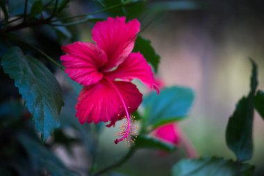 Malvaceae familyasından kırmızı, pembe ya da beyaz Hibiscus çiçeği. Hibiscus rosa-sinensis, bilinen adıyla Ayakkabı Çiçeği veya halk dilinde Çin amblemi, Çin gülü, Hawaii amblemi, gül tozu ve baharda çiçek açan ayakkabı siyahı bitki..
