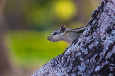 Sincaplar Sciuridae familyasının küçük ya da orta büyüklükteki kemirgenleri içeren bir ailesidir. Sincap familyasına ağaç sincapları, yer sincapları, sincaplar, dağ sıçanları, uçan sincaplar ve diğer kemirgenler arasında çayır köpekleri de dahildir.