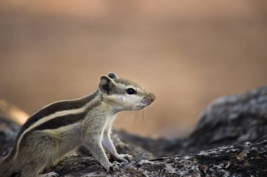  Sincaplar Sciuridae familyasının küçük ya da orta büyüklükteki kemirgenleri içeren bir ailesidir. Sincap familyasına ağaç sincapları, yer sincapları, sincaplar, dağ sıçanları, uçan sincaplar ve diğer kemirgenler arasında çayır köpekleri de dahildir.