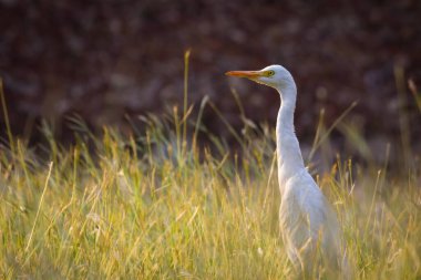  Bubulcus Ibis 'in portresi ya da balıkçıl ya da Hindistan' daki halk parkında sığır balıkçıl olarak bilinir.
