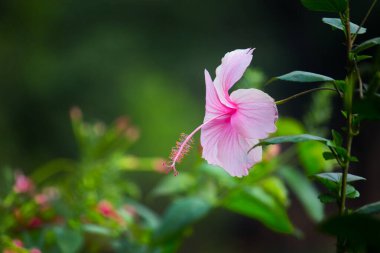 Malvaceae familyasından kırmızı, pembe ya da beyaz Hibiscus çiçeği. Hibiscus rosa-sinensis, bilinen adıyla Ayakkabı Çiçeği veya halk dilinde Çin amblemi, Çin gülü, Hawaii amblemi, gül tozu ve baharda çiçek açan ayakkabı siyahı bitki..